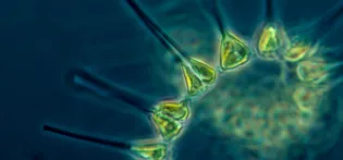Microscopic image of phytoplankton